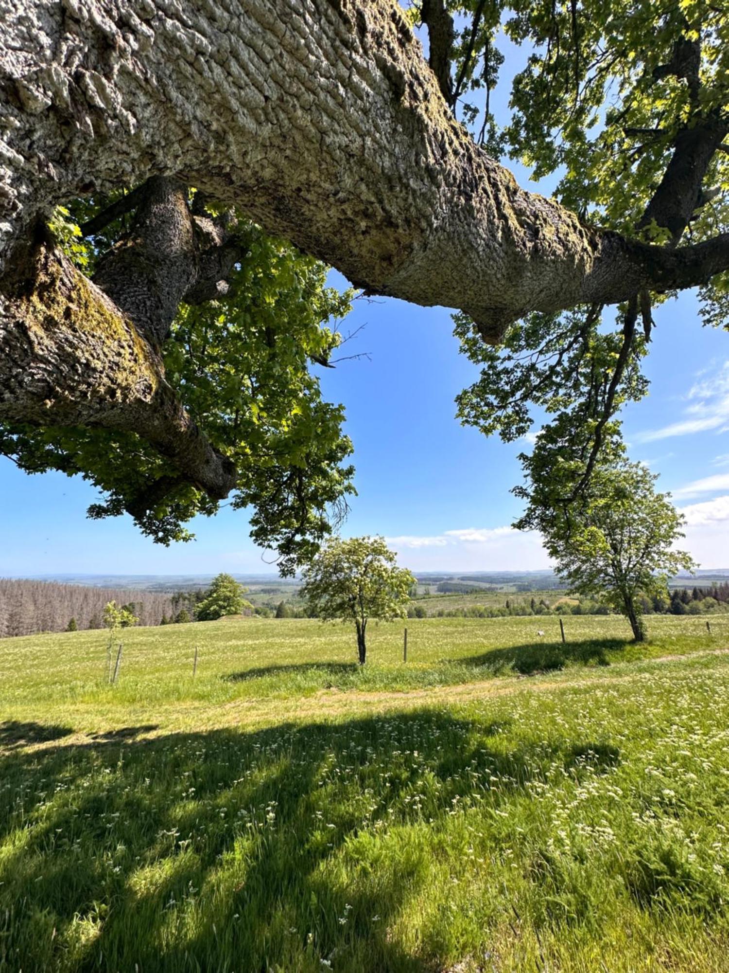Ferienwohnungen Hexenstieg & Wurmbergblick Schierke Zewnętrze zdjęcie